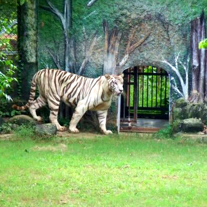 Nandankanan Zoo (3)