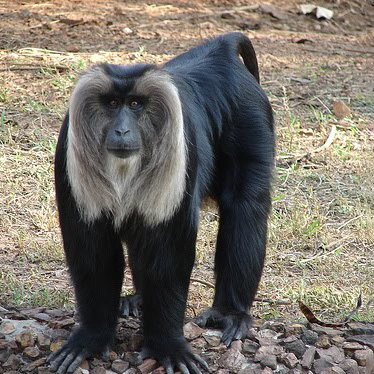 Nandankanan Zoo (4)