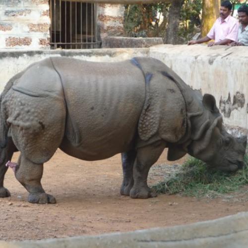 Nandankanan Zoo (6)